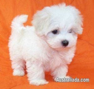 maltese dogs for sale melbourne